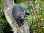 American mink - Wildstock